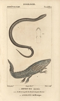 Two-toed amphiuma and wooper looper or axolotl Two-toed amphiuma and wooper looper or axolotl