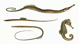 Three types of Pipefish and a Seahorse