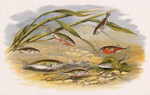 Six types of Stickleback Six types of Stickleback