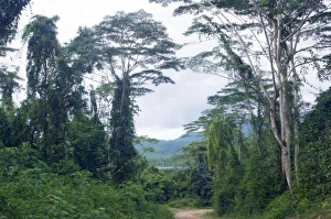 A typical unpaved road surrounded by lush vegetation A typical unpaved road surrounded by lush vegetation