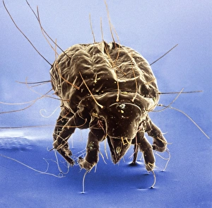 Tyrophagus casei, cheese mite Tyrophagus casei, cheese mite
