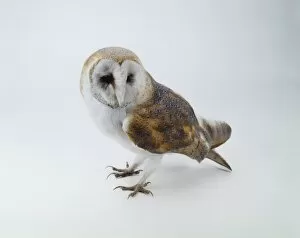 Mottled Owl Gallery: Tyto alba, barn owl