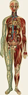 Anatomical Gallery: Unfolding female anatomy