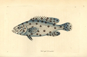 Unknown or extinct species of grouper fish, Anthias argus Unknown or extinct species of grouper fish, Anthias argus
