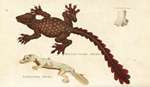Unknown gecko species and giant leaf-tailed gecko Unknown gecko species and giant leaf-tailed gecko