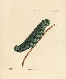 Unknown species of Australasian caterpillar
