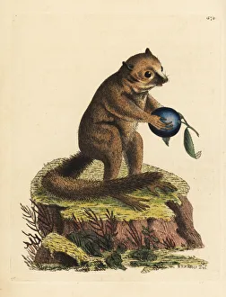 Unknown species of bushbaby or mouse lemur Unknown species of bushbaby or mouse lemur