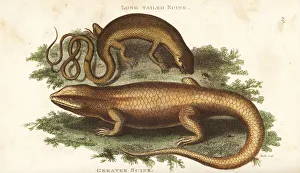 Unkown lizard and bar-lipped sheen-skink Unkown lizard and bar-lipped sheen-skink