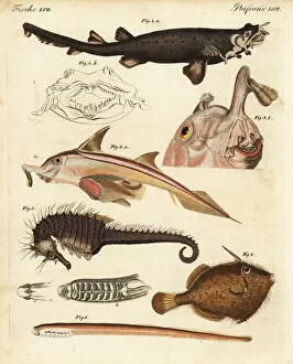 Unusual marine creatures