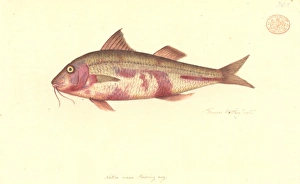 Upeneichthys lineatus, blue-lined goatfish Upeneichthys lineatus, blue-lined goatfish