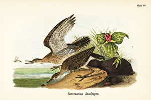 Upland sandpiper, Bartramia longicauda Upland sandpiper, Bartramia longicauda