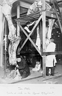 Upnor elephant, 1926, the Natural History Museum, London Upnor elephant, 1926, the Natural History Museum, London