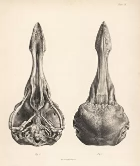Upper and lower views of the skull of a dodo