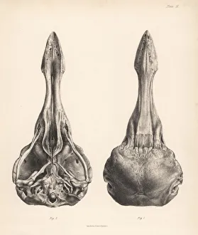Upper and lower views of the skull of a dodo Upper and lower views of the skull of a dodo