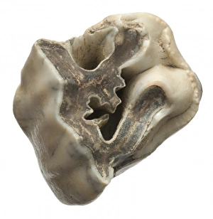 Upper premolar of Stephanorhinus hundsheimensis Upper premolar of Stephanorhinus hundsheimensis
