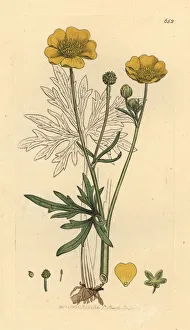 Upright meadow crowfoot, Ranunculus acris Upright meadow crowfoot, Ranunculus acris