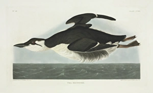 Uria lomvia, thick-billed murre Uria lomvia, thick-billed murre