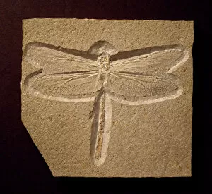 Germany Collection: Urogomphus eximus, fossil dragonfly