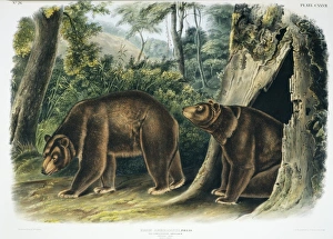 Ursus americanus, American black bear Ursus americanus, American black bear
