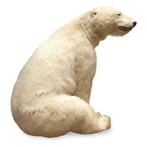Ursus maritimus, Polar bear Ursus maritimus, Polar bear