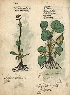 Valerian, Valeriana officinalis, and European