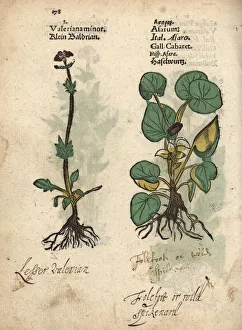 Valerian, Valeriana officinalis, and European Valerian, Valeriana officinalis, and European