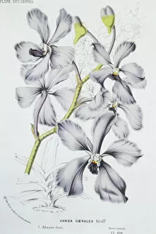 Vanda caerulea, Himalayan orchid