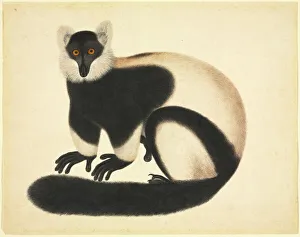 <b class=qtipBold><figcaption>Varecia variegata, ruffed lemur</figcaption></b><br>LS Plate 74 of the John Reeves Collection of Zoological Drawings from Canton, China, 1774-1856. Date:<br><em>© Mary Evans / Natural History Museum</em> Varecia variegata, ruffed lemur