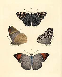 Variable cracker and Indian orange-tip butterfly Variable cracker and Indian orange-tip butterfly