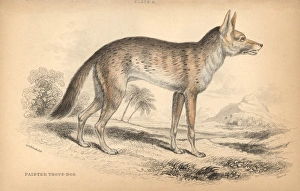 Variegated jackal, Canis aureus soudanicus Variegated jackal, Canis aureus soudanicus