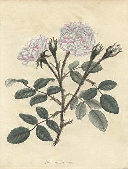 Variegated moss rose, Rosa muscosa variegata Variegated moss rose, Rosa muscosa variegata