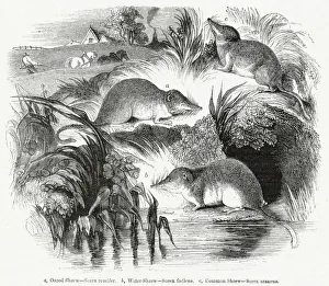 Three varieties of British shrew Three varieties of British shrew