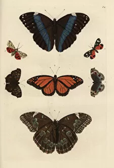 Varieties of butterflies including a swallowtail