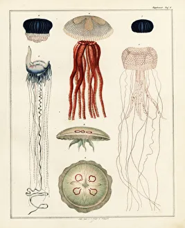 Varieties of jellyfish Varieties of jellyfish