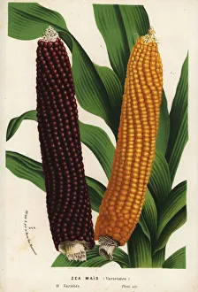 Varieties of maize or corn, Zea mays (Zea mais) Varieties of maize or corn, Zea mays (Zea mais)