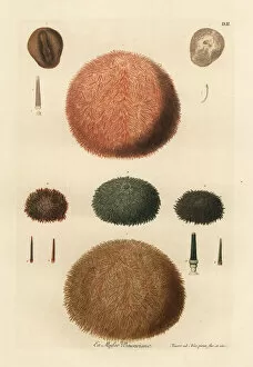 Varieties of sea urchins and spines