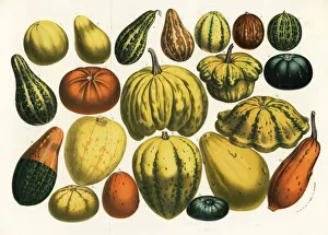 Varieties of squash, pumpkin and gourd, Cucurbita pepo Varieties of squash, pumpkin and gourd, Cucurbita pepo