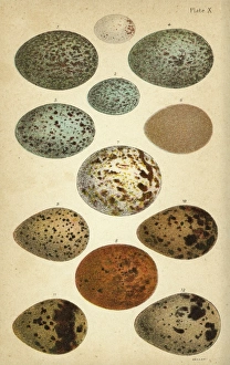 Sandpipers Gallery: Common Snipe Collection