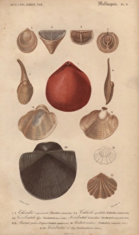 Variety of molluscs including terebratula Variety of molluscs including terebratula