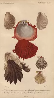 Variety of seashells including oysters, file