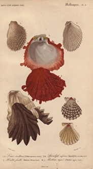 Variety of seashells including oysters, file Variety of seashells including oysters, file