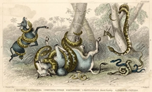 Related Images Gallery: Variety of Snakes