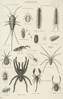 Variety Gallery: Various Arachnids