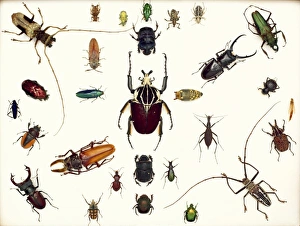 <b class=qtipBold><figcaption>Various beetle specimens</figcaption></b><br>A display case showing the diversity of beetles held at the Natural History Museum, London. Date:<br><em>© Mary Evans / Natural History Museum</em> Various beetle specimens