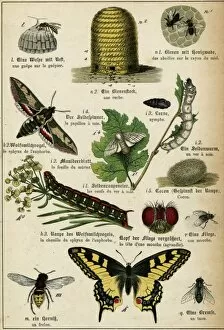 Silkworm Gallery: Various Insects
