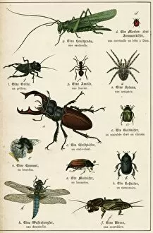 C1880 Gallery: Various Insects C1880