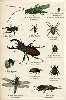 <b class=qtipBold><figcaption>Various Insects C1880</figcaption></b><br>Beetles and flying insects. Date: circa 1880<br><em>© Mary Evans Picture Library</em> Various Insects C1880