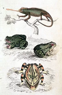 Various Reptiles / Lizars