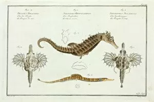 Various seahorse species by Marcus Bloch