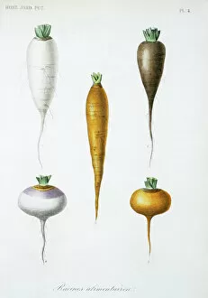 Angiospermae Gallery: Vegetable roots